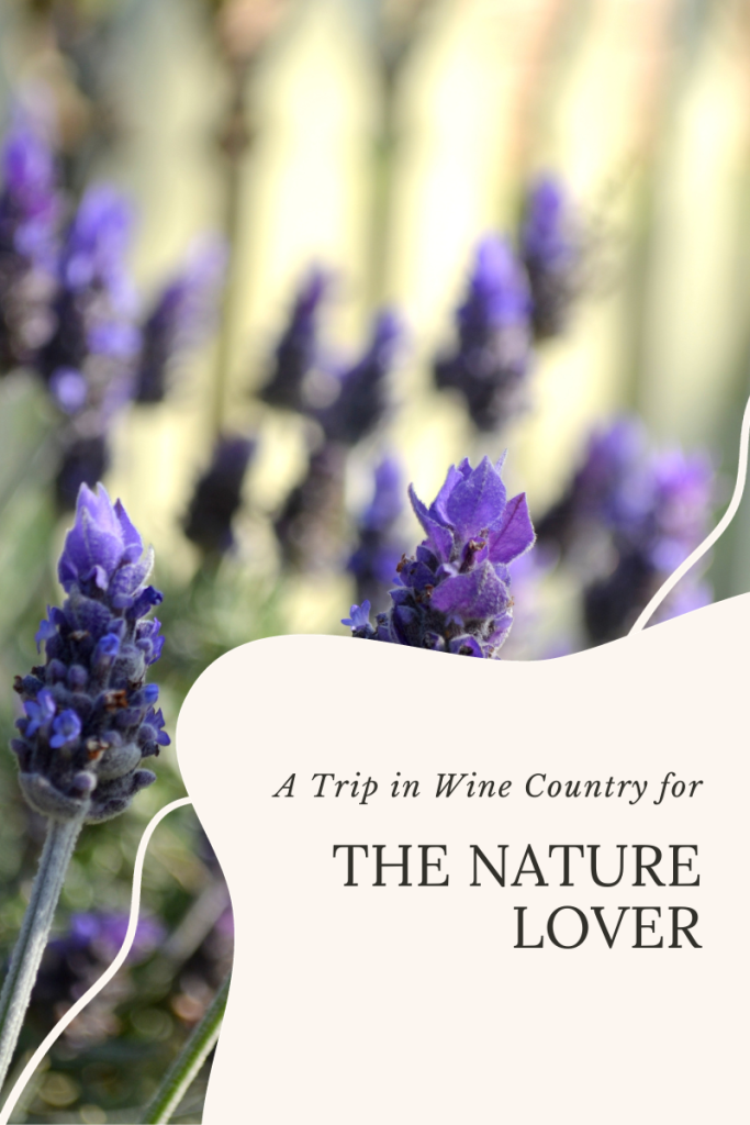 A trip in wine country for the nature lover