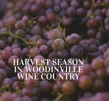 HARVEST SEASON IN WOODINVILLE: WHEN WINE COUNTRY COMES ALIVE
